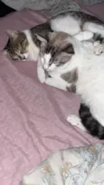 Apolo, Gaia e Nina