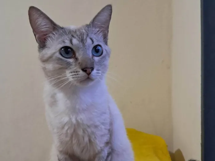 Gato ra a SRD-ViraLata idade 1 ano nome Toni