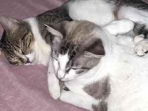 Gato raça SRD-ViraLata idade 1 ano nome Apolo, Gaia e Nina