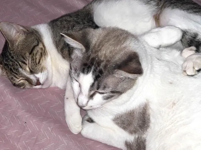 Gato ra a SRD-ViraLata idade 1 ano nome Apolo, Gaia e Nina