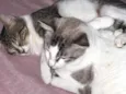 Apolo, Gaia e Nina