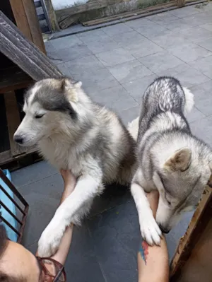Cachorro raça Husky Siberiano idade 6 ou mais anos nome A