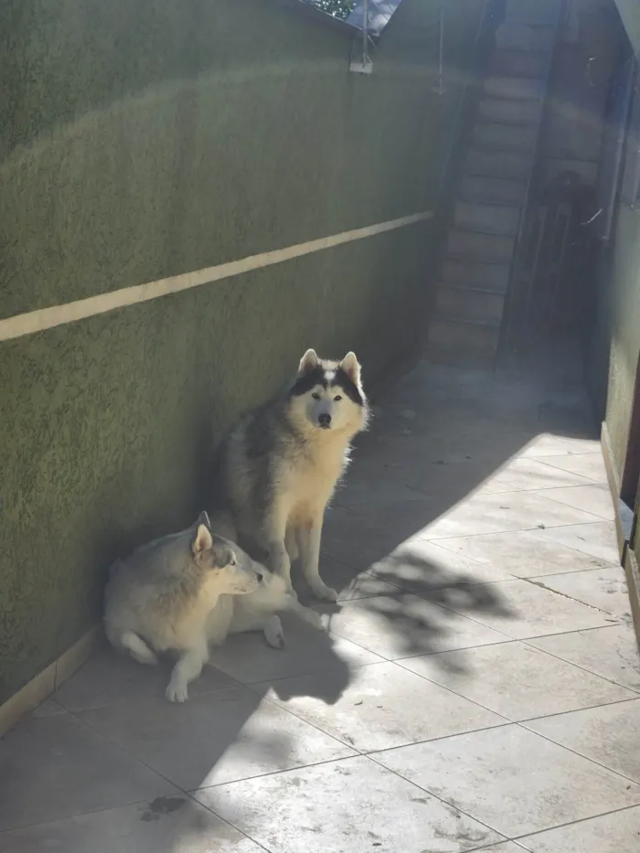 Cachorro ra a Husky Siberiano idade 6 ou mais anos nome Aslam e Pandora 