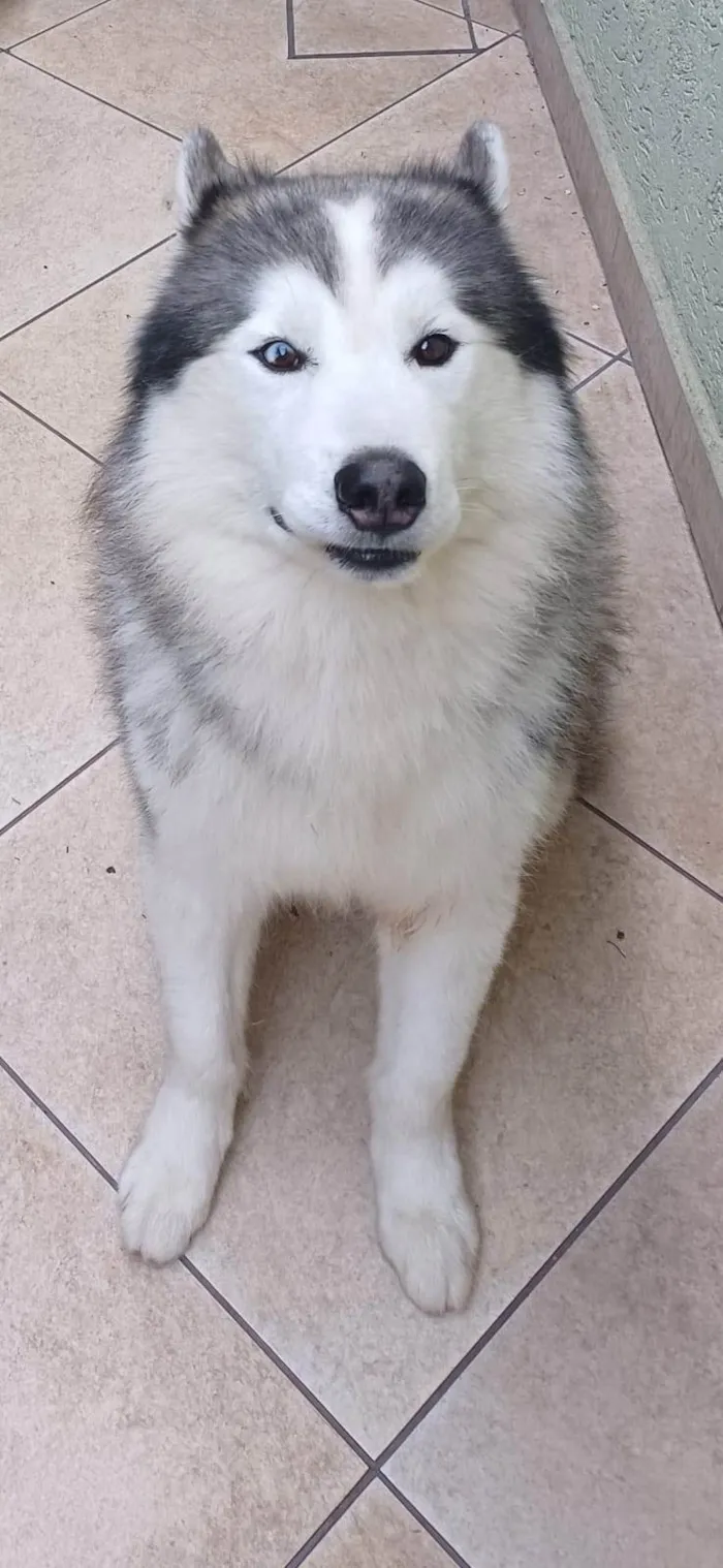 Cachorro ra a Husky Siberiano idade 6 ou mais anos nome Aslam e Pandora 