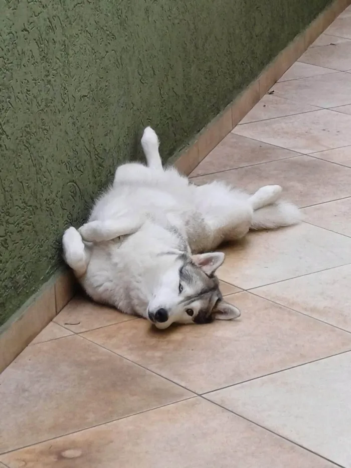 Cachorro ra a Husky Siberiano idade 6 ou mais anos nome Aslam e Pandora 