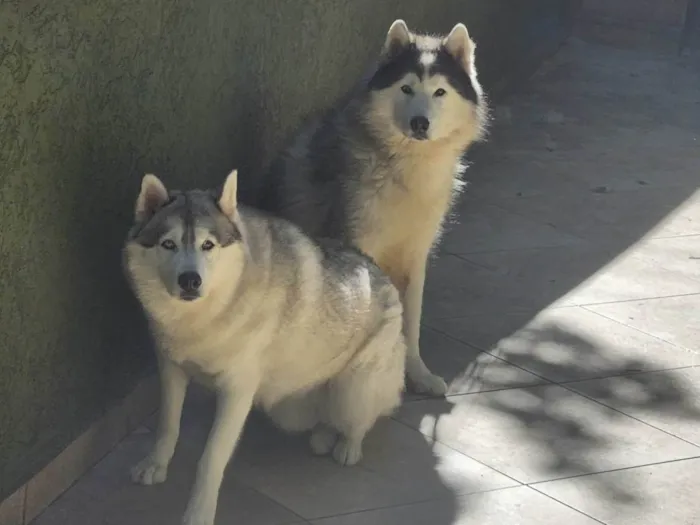 Cachorro ra a Husky Siberiano idade 6 ou mais anos nome Aslam e Pandora 