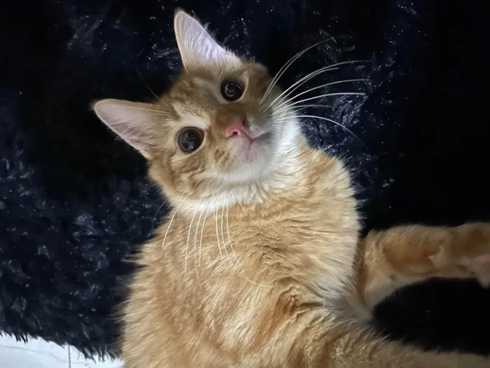 Gato ra a SRD-ViraLata idade 1 ano nome Niklaus