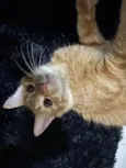 Niklaus