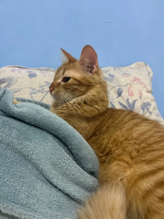 Gato ra a SRD-ViraLata idade 1 ano nome Niklaus