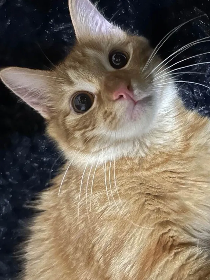 Gato ra a SRD-ViraLata idade 1 ano nome Niklaus