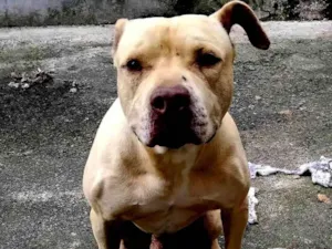 Cachorro raça Pit-Bull idade 2 a 6 meses nome Hunter 