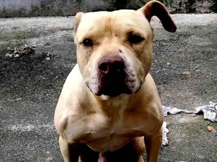 Cachorro ra a Pit-Bull idade 2 a 6 meses nome Hunter 