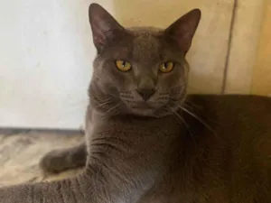 Gato raça SRD-ViraLata idade 1 ano nome Chico