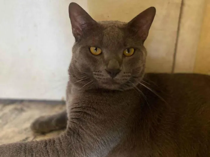 Gato ra a SRD-ViraLata idade 1 ano nome Chico