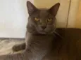 Chico
