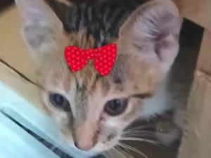 Gato raça SRD-ViraLata idade 2 a 6 meses nome Sissi 