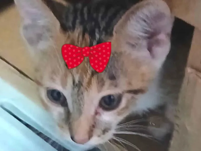Gato ra a SRD-ViraLata idade 2 a 6 meses nome Sissi 