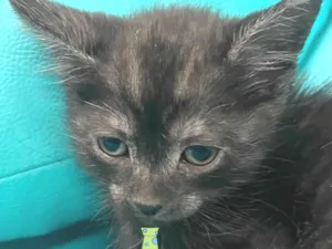 Gato raça SRD-ViraLata idade 2 a 6 meses nome Bento 