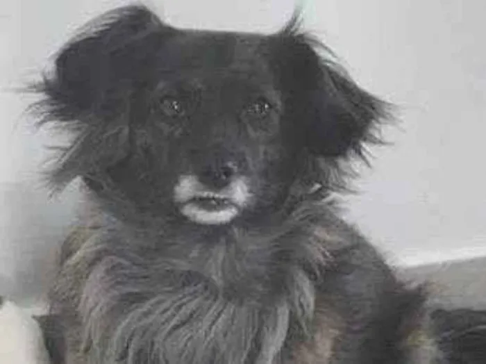Cachorro ra a SRD-ViraLata idade 4 anos nome Amora