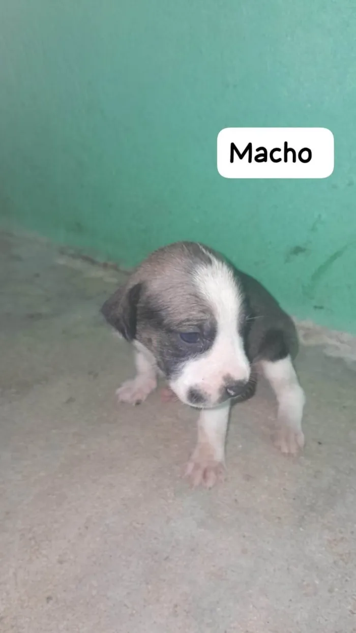 Cachorro ra a SRD-ViraLata idade Abaixo de 2 meses nome sem nome