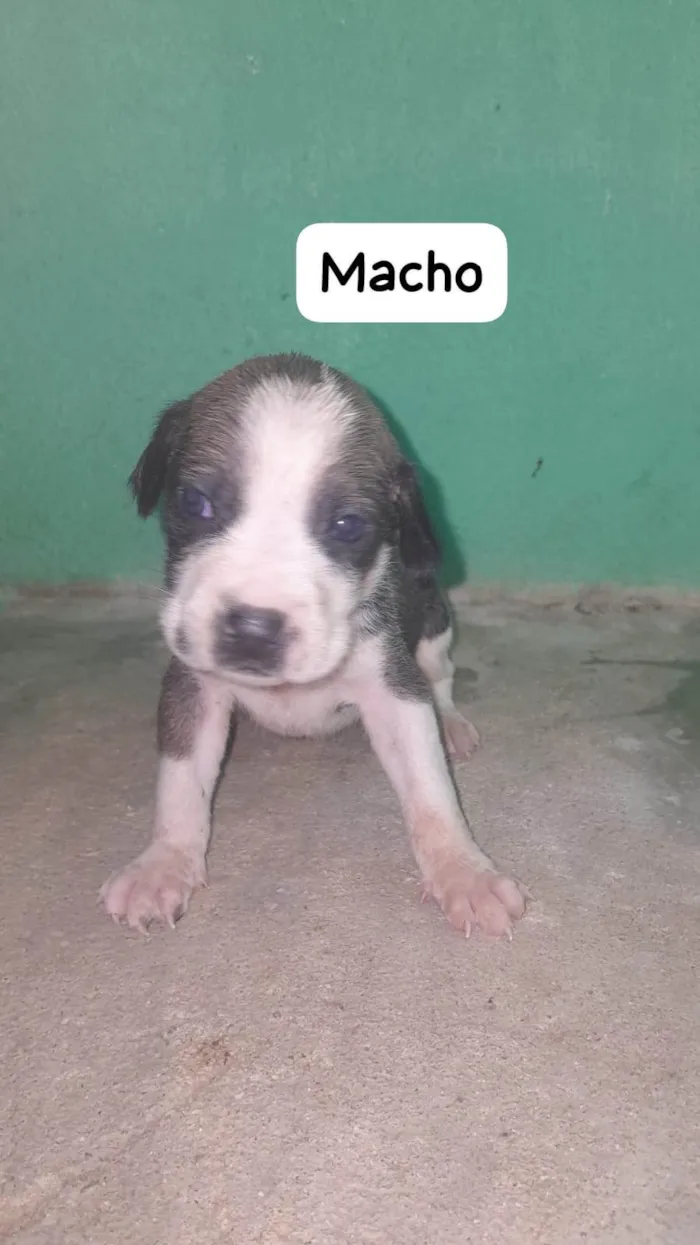 Cachorro ra a SRD-ViraLata idade Abaixo de 2 meses nome sem nome