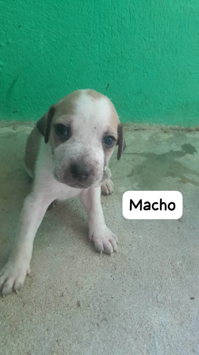 Cachorro ra a SRD-ViraLata idade Abaixo de 2 meses nome sem nome
