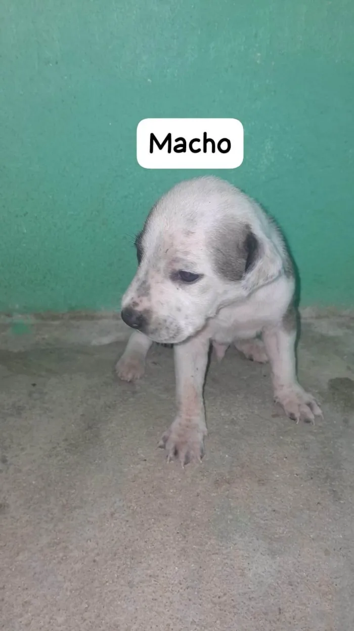 Cachorro ra a SRD-ViraLata idade Abaixo de 2 meses nome sem nome
