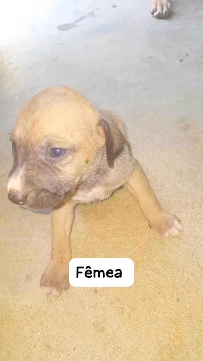 Cachorro ra a SRD-ViraLata idade Abaixo de 2 meses nome sem nome