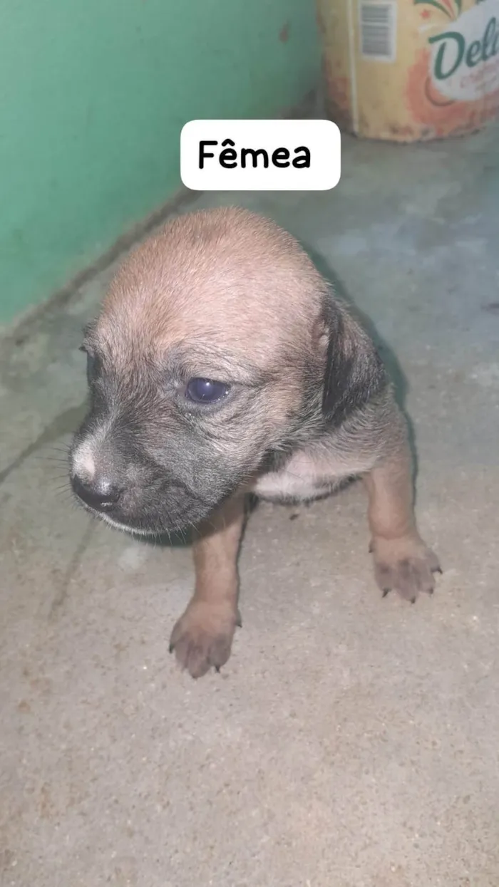 Cachorro ra a SRD-ViraLata idade Abaixo de 2 meses nome sem nome