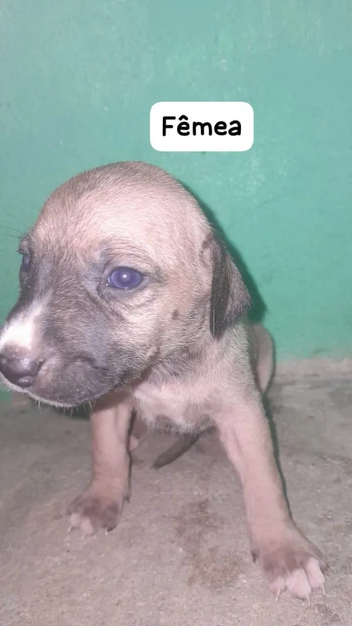 Cachorro ra a SRD-ViraLata idade Abaixo de 2 meses nome sem nome