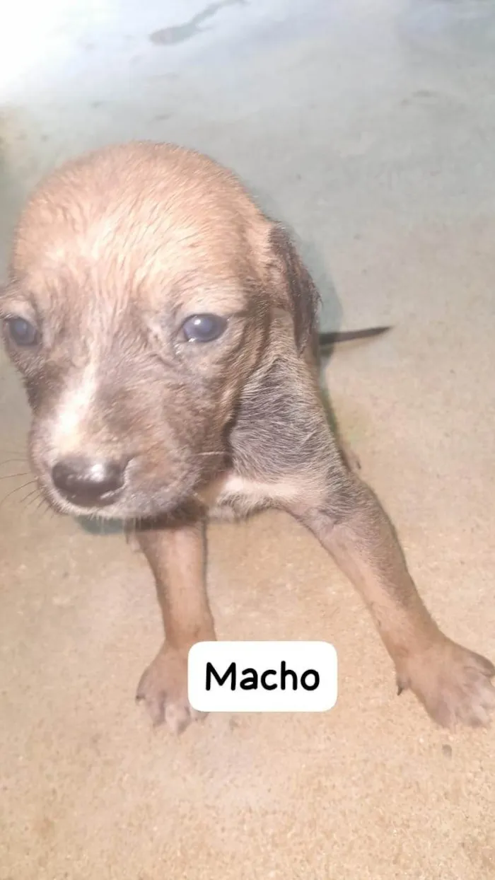 Cachorro ra a SRD-ViraLata idade Abaixo de 2 meses nome sem nome