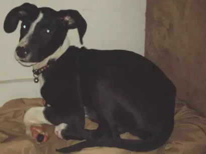 Cachorro raça SRD-ViraLata idade 2 a 6 meses nome Duque 
