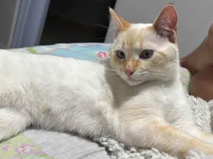 Gato raça SRD-ViraLata idade 7 a 11 meses nome Romeu 