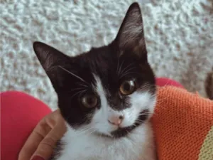Gato raça SRD-ViraLata idade 2 a 6 meses nome Julieta