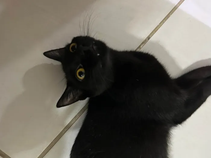 Gato ra a SRD-ViraLata idade 1 ano nome Amelie