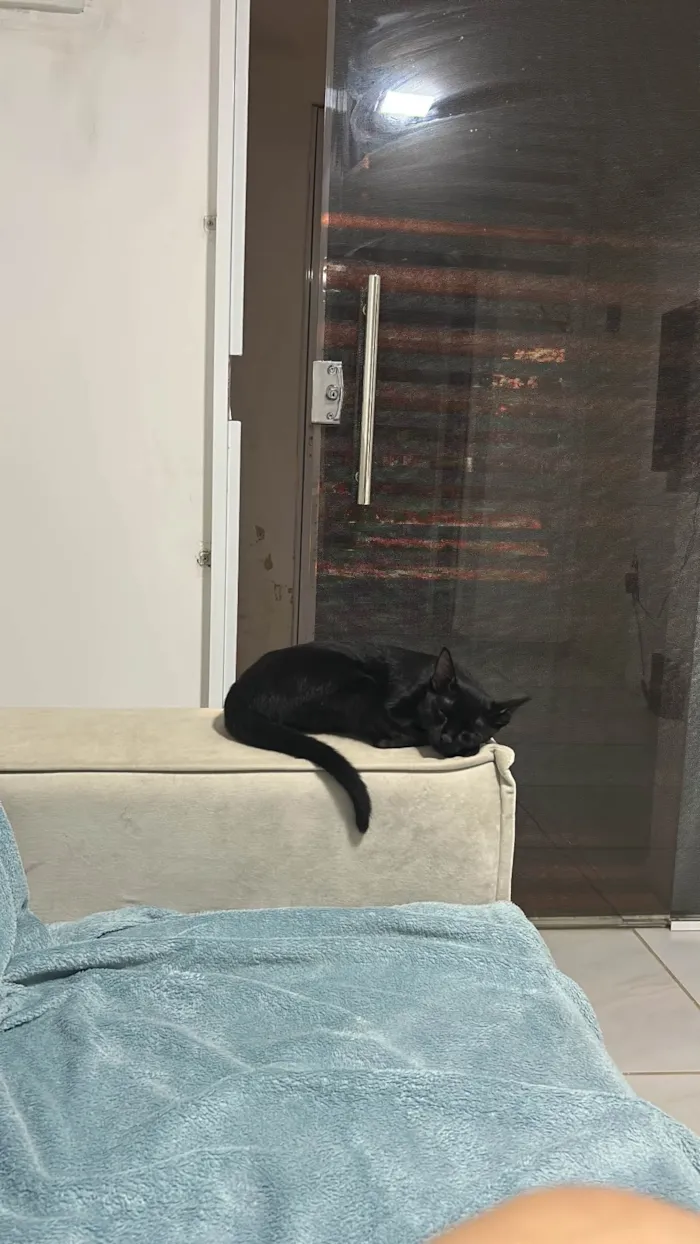 Gato ra a SRD-ViraLata idade 1 ano nome Amelie