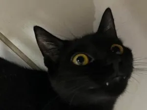 Gato raça SRD-ViraLata idade 1 ano nome Amelie