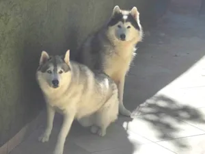 Cachorro raça Husky Siberiano idade 6 ou mais anos nome Aslam e Pandora 