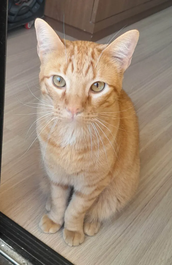 Gato ra a SRD-ViraLata idade 1 ano nome Garfield 