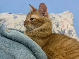 Gato raça SRD-ViraLata idade 1 ano nome Niklaus