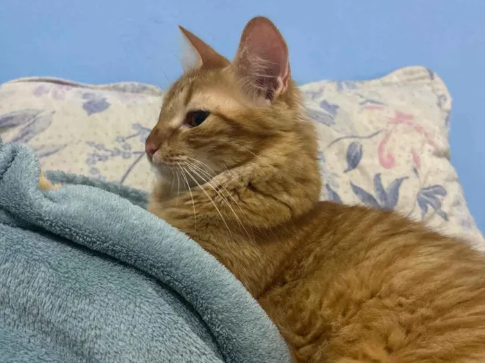 Gato ra a SRD-ViraLata idade 1 ano nome Niklaus