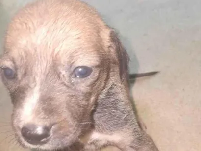 Cachorro raça SRD-ViraLata idade Abaixo de 2 meses nome sem nome