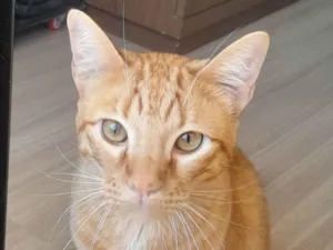 Gato raça SRD-ViraLata idade 1 ano nome Garfield 