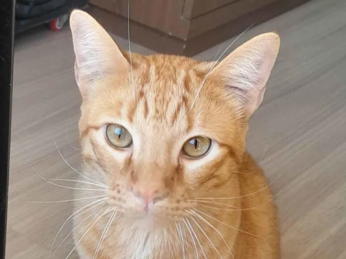Gato ra a SRD-ViraLata idade 1 ano nome Garfield 