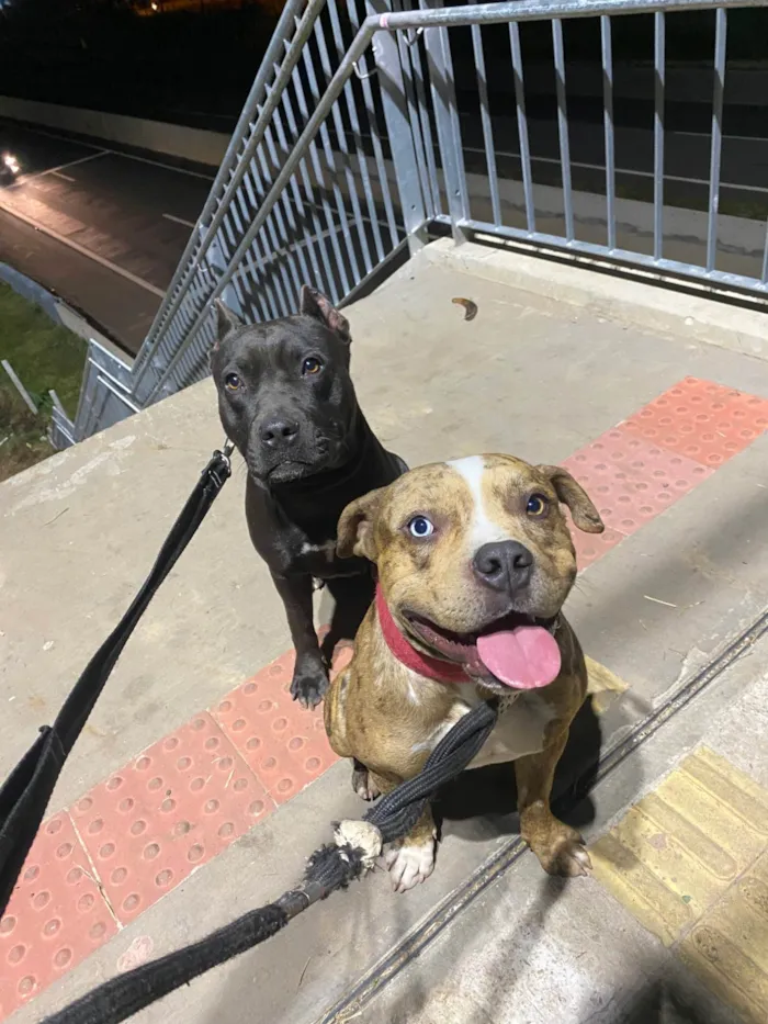 Cachorro ra a Pit-Bull idade 2 a 6 meses nome gabriel andre ugwu