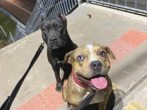 Cachorro raça Pit-Bull idade 2 a 6 meses nome gabriel andre ugwu