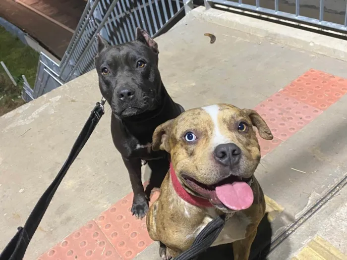 Cachorro ra a Pit-Bull idade 2 a 6 meses nome gabriel andre ugwu