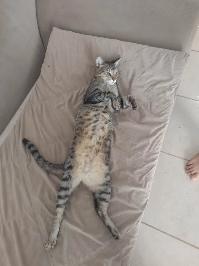 Gato ra a SRD-ViraLata idade 6 ou mais anos nome Miski