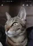 Miski