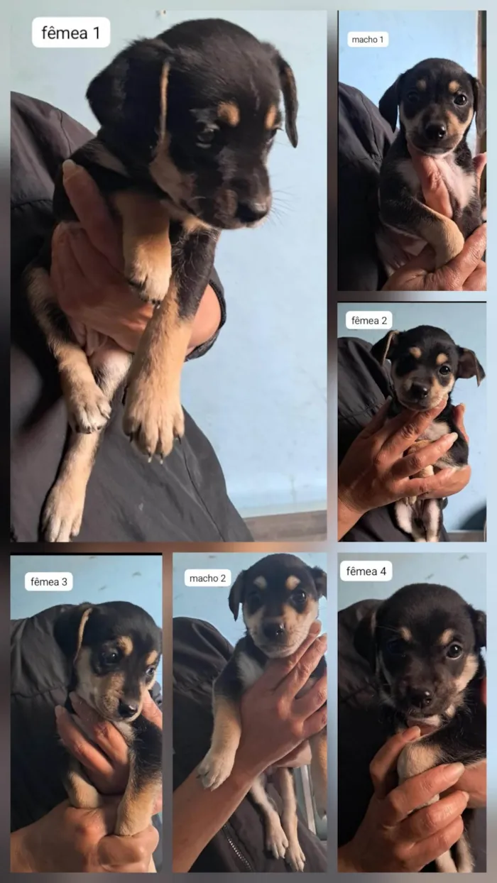 Cachorro ra a SRD-ViraLata idade Abaixo de 2 meses nome Sabrina Santos Rocha 